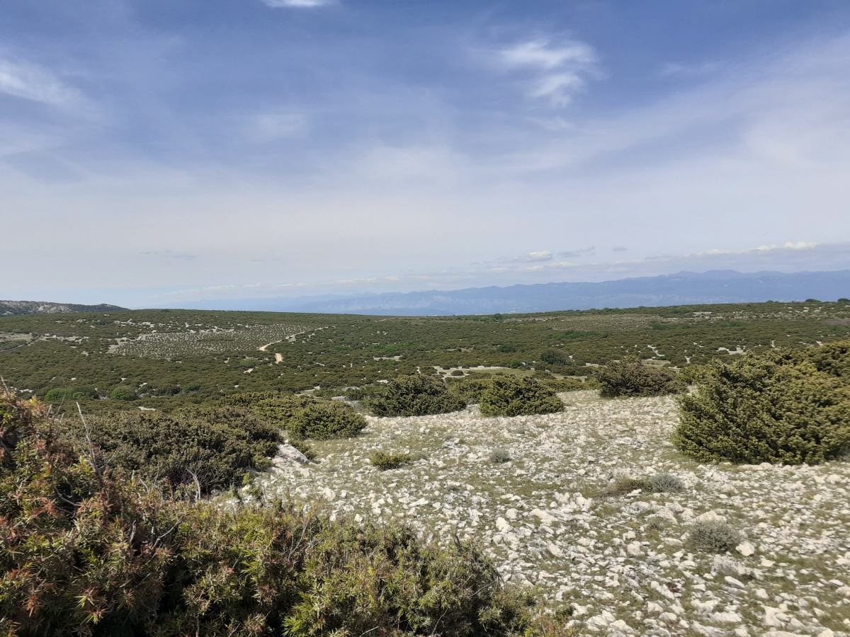 U potrazi za lokacijom za novo hranilište za supove na Krku