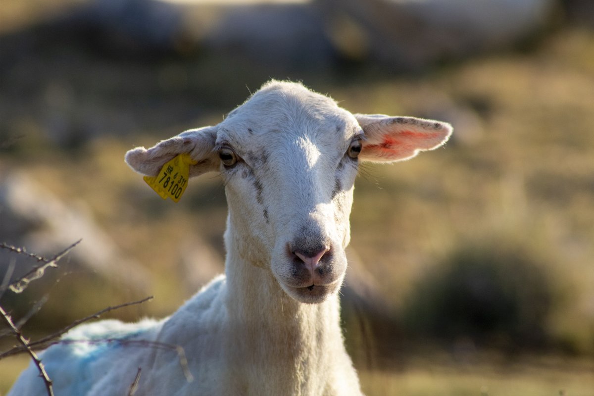 Klanje i plasman janjaca i ovaca na otoku